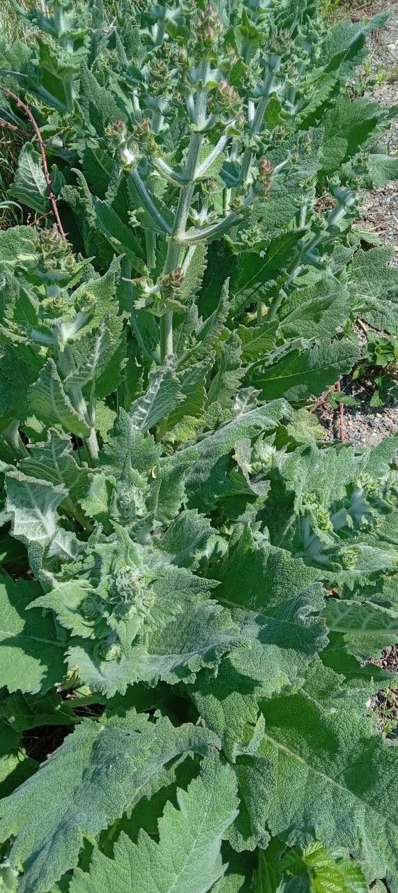 Weiße Blüten des Mohren-Salbeis auf grünen Stängeln