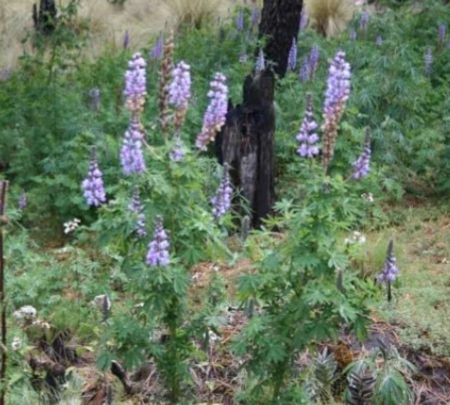 Lupinus elegans épis de fleurs bleu du lupin élégant