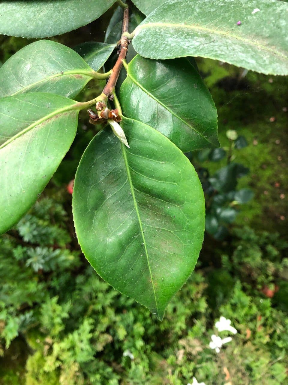 Camellia oleifera mit weien Bluten und glanzend grunem Laub