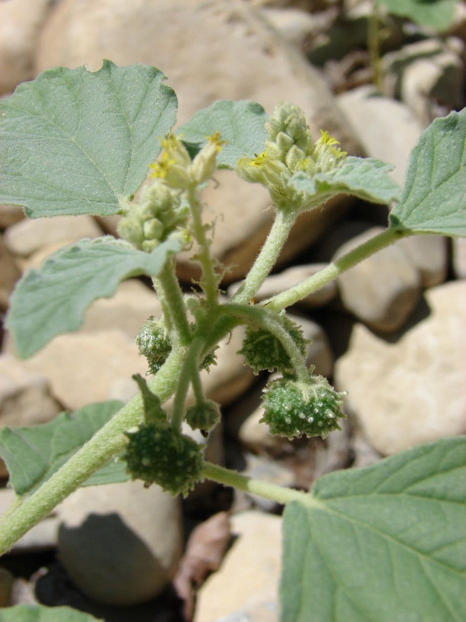 Chrozophora tinctoria met zilverachtig behaarde bladeren en gele bloemen