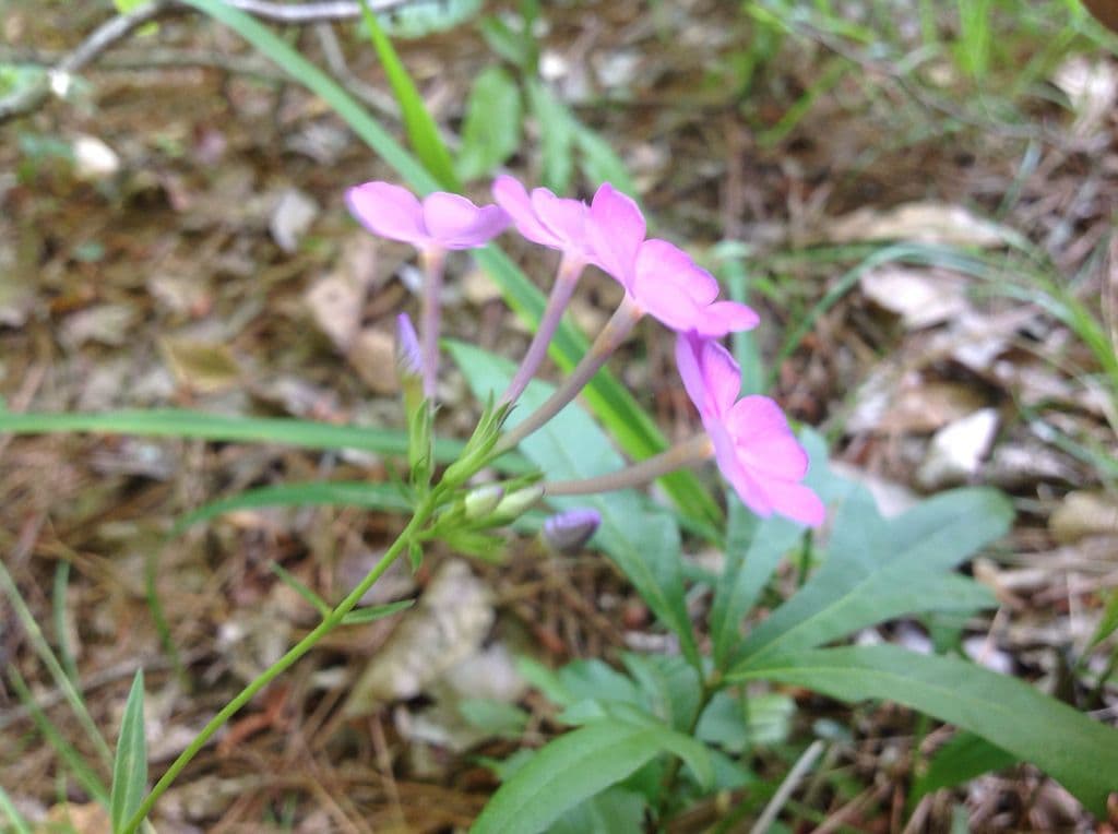 Phlox glaberrima met paarse bloemen