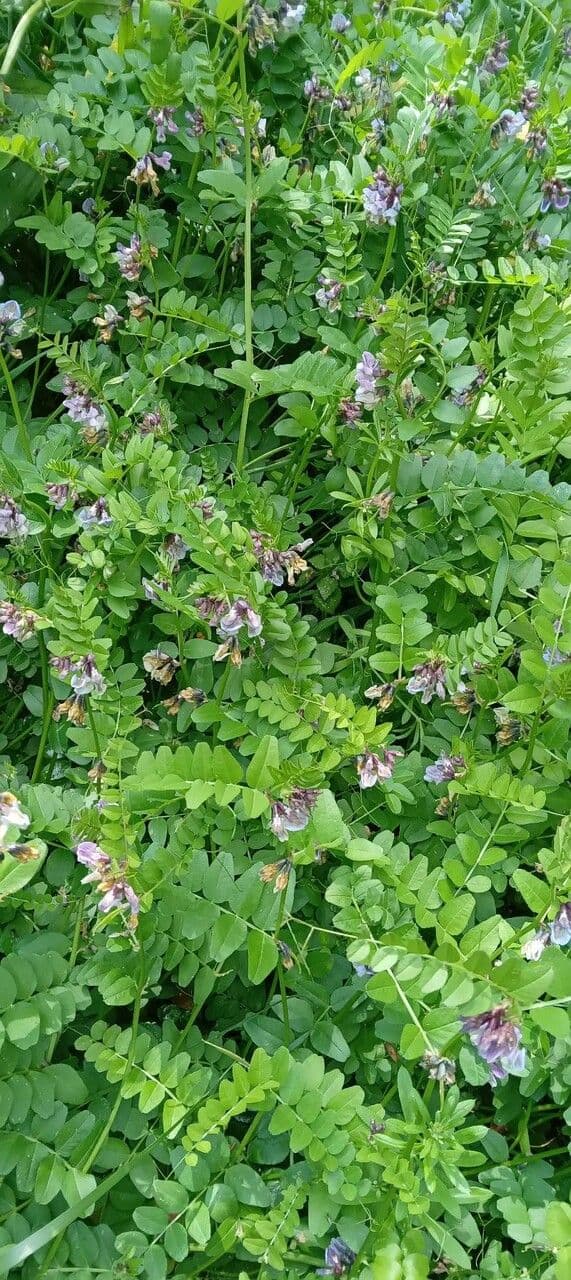 Lila Bluten der Wald-Wicke Pflanze