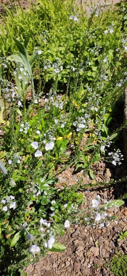 Soft blue flower spires of Veronica gentianoides in spring