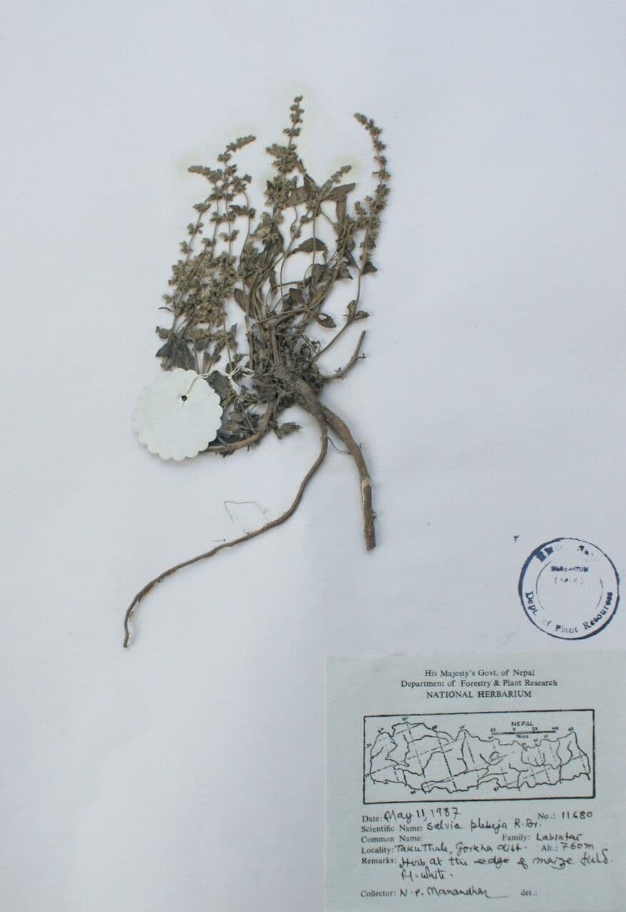 Australian sage met fijne bloemen en slanke stengels