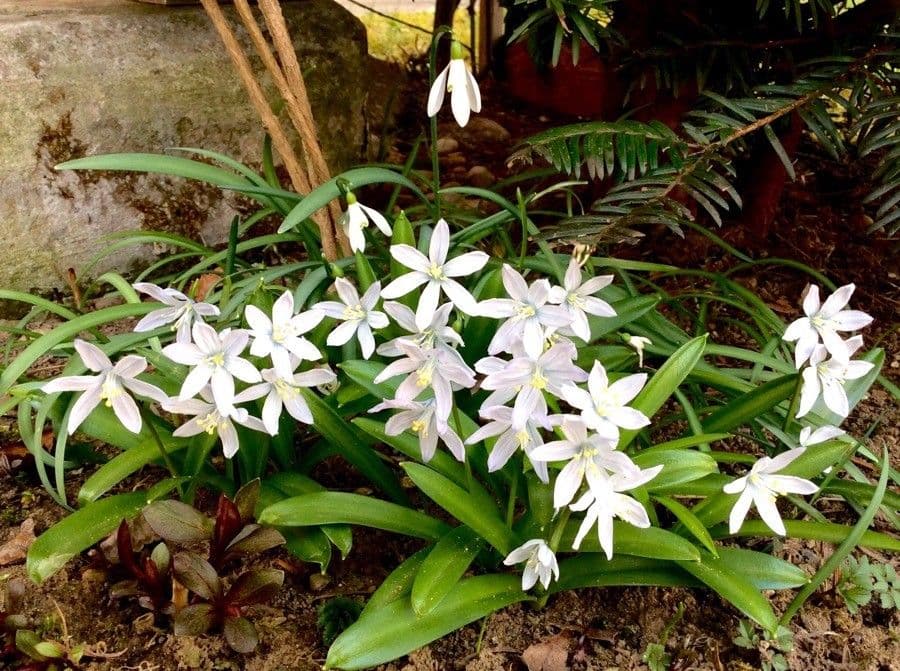Witte bloemen van Ornithogalum divergens in tuin