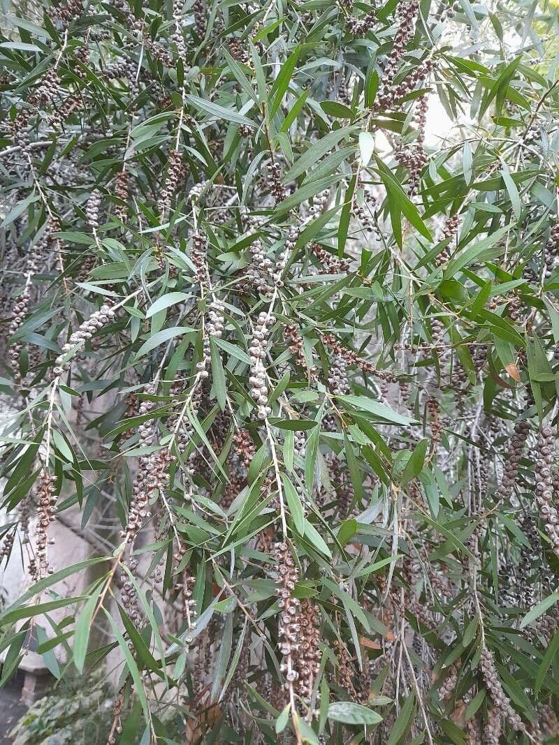 Melaleuca leucadendra tree with characteristic white-grey paperbark