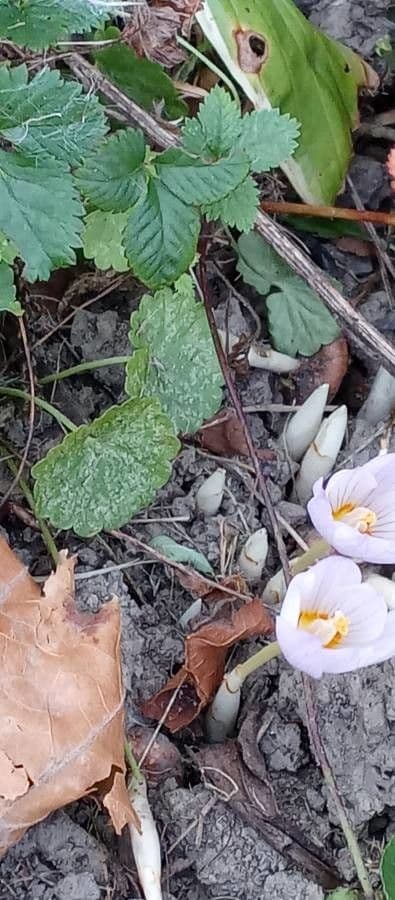 Paarse bloemen mooie herfst-krokus