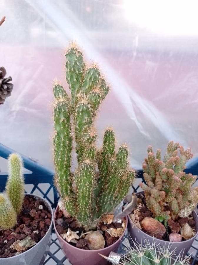 Jamacaru cactus met groene ribben