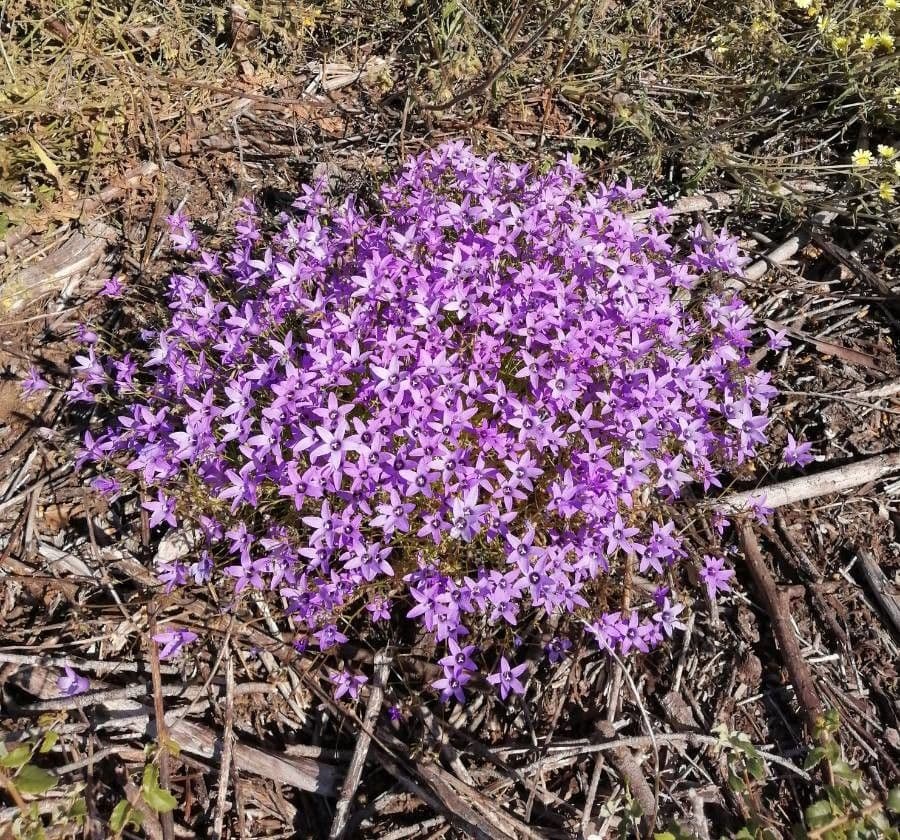 Delicate blue Campanula lusitanica flowers in natural mountain setting
