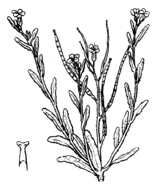 Maresia nana, une petite annuelle mediterraneenne avec des fleurs bleu-mauve