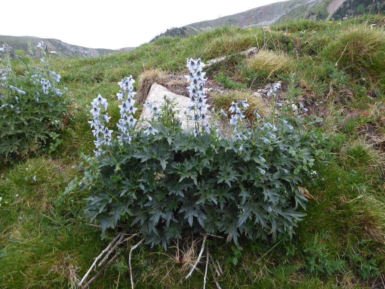 Delphinium montanum displays tall spires of bright blue flowers