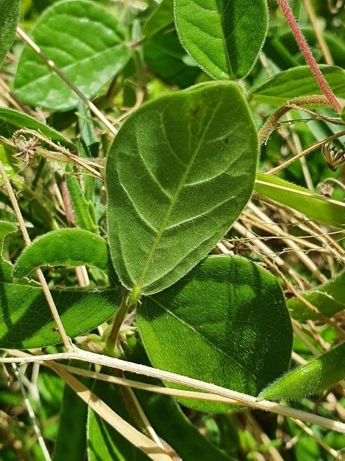 Horse gram plant with pods and green beans