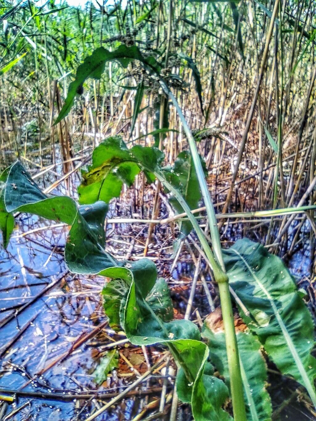 Rumex aquatique avec ses grandes feuilles le long de l'eau