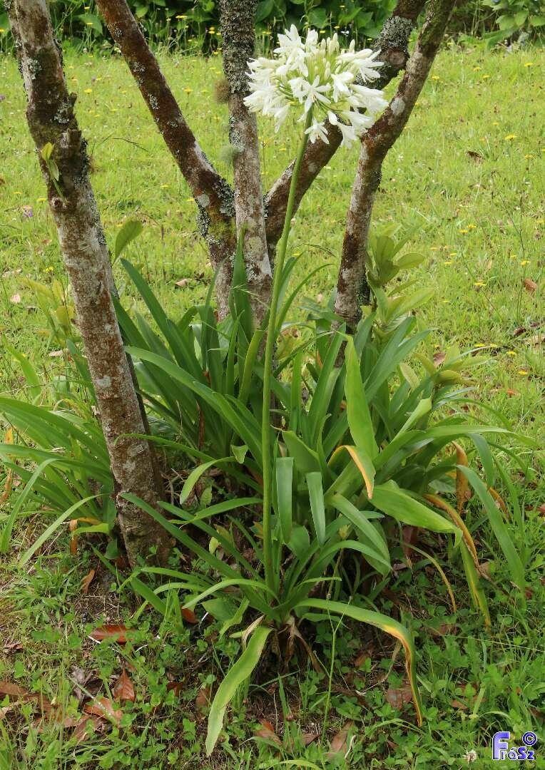 Agapanthus africanus en fleurs bleu-violet dans un massif ensoleillé