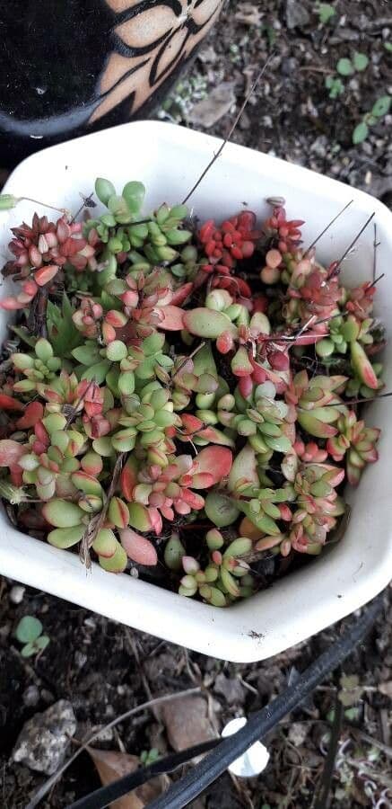 Crassula pubescens avec son feuillage velu et ses délicates fleurs roses