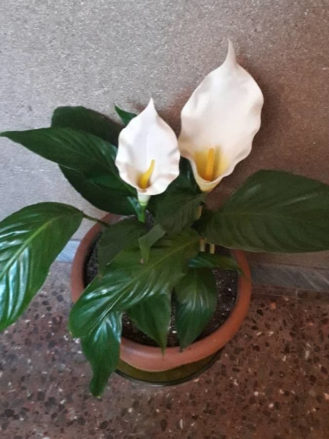 Witte Aronskelk bloemen