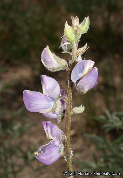 Lupinus hyacinthinus, lupin de San Jacinto en fleur dans les collines de Californie du Sud