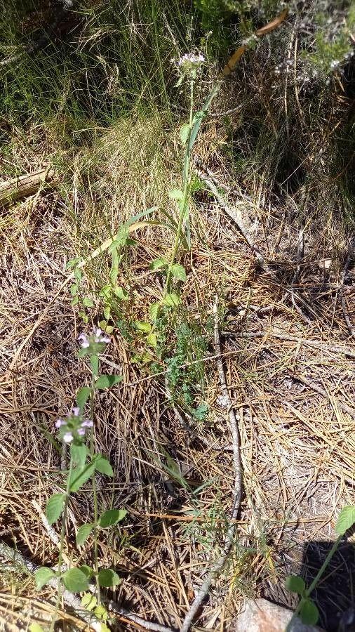 Clinopodium vulgare mit lila Blüten in voller Blüte an sonnigem Standort