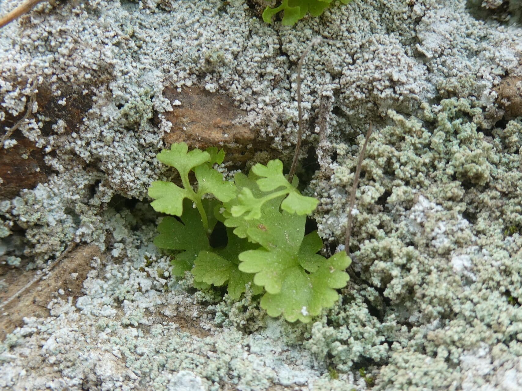 Jersey fern with fine, thin frond leaves