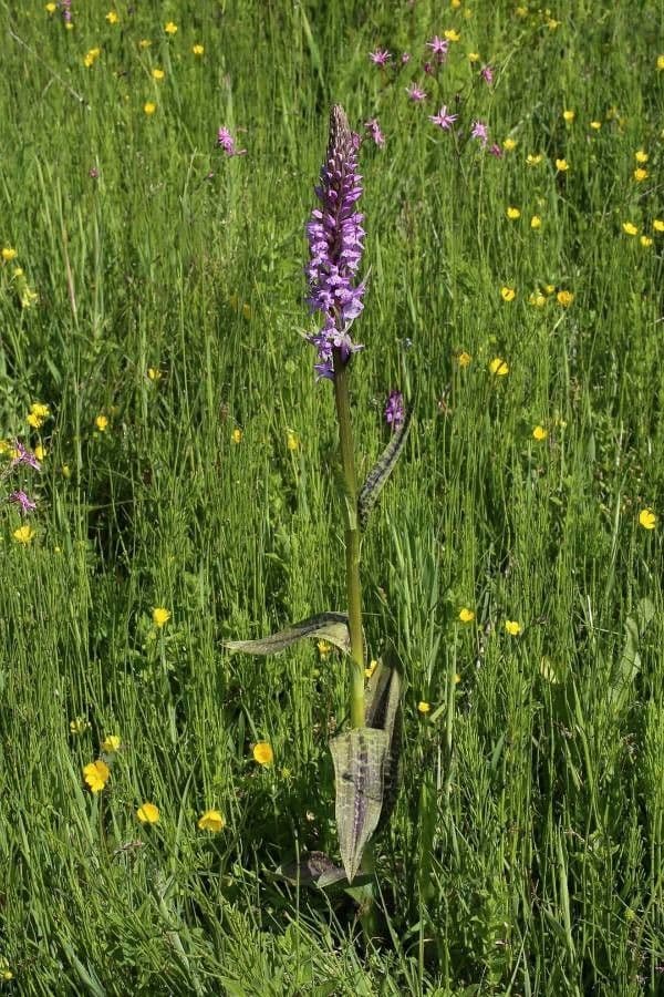 Dactylorhiza saccifera bluehende Sumpforchidee in feuchtem Habitat