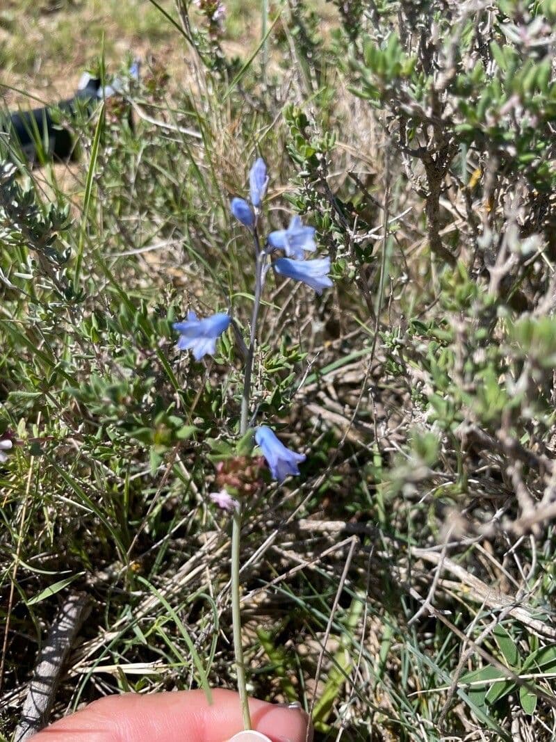 Brimeura amethystina with delicate blue bell-shaped flowers in May
