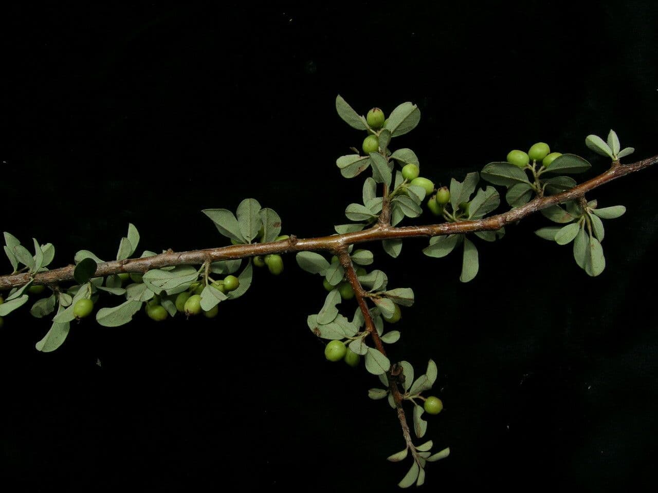 Compact shrub with fine leaves and red berries of Cotoneaster buxifolius