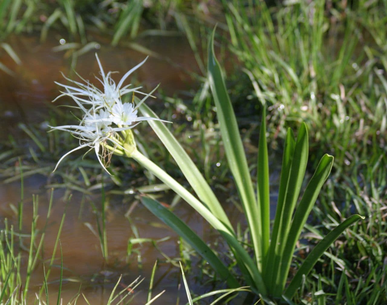 Weisse sternfoermige Blueten der Fruehlings-Spinnenlilie Hymenocallis liriosme mit langen Staubfaden