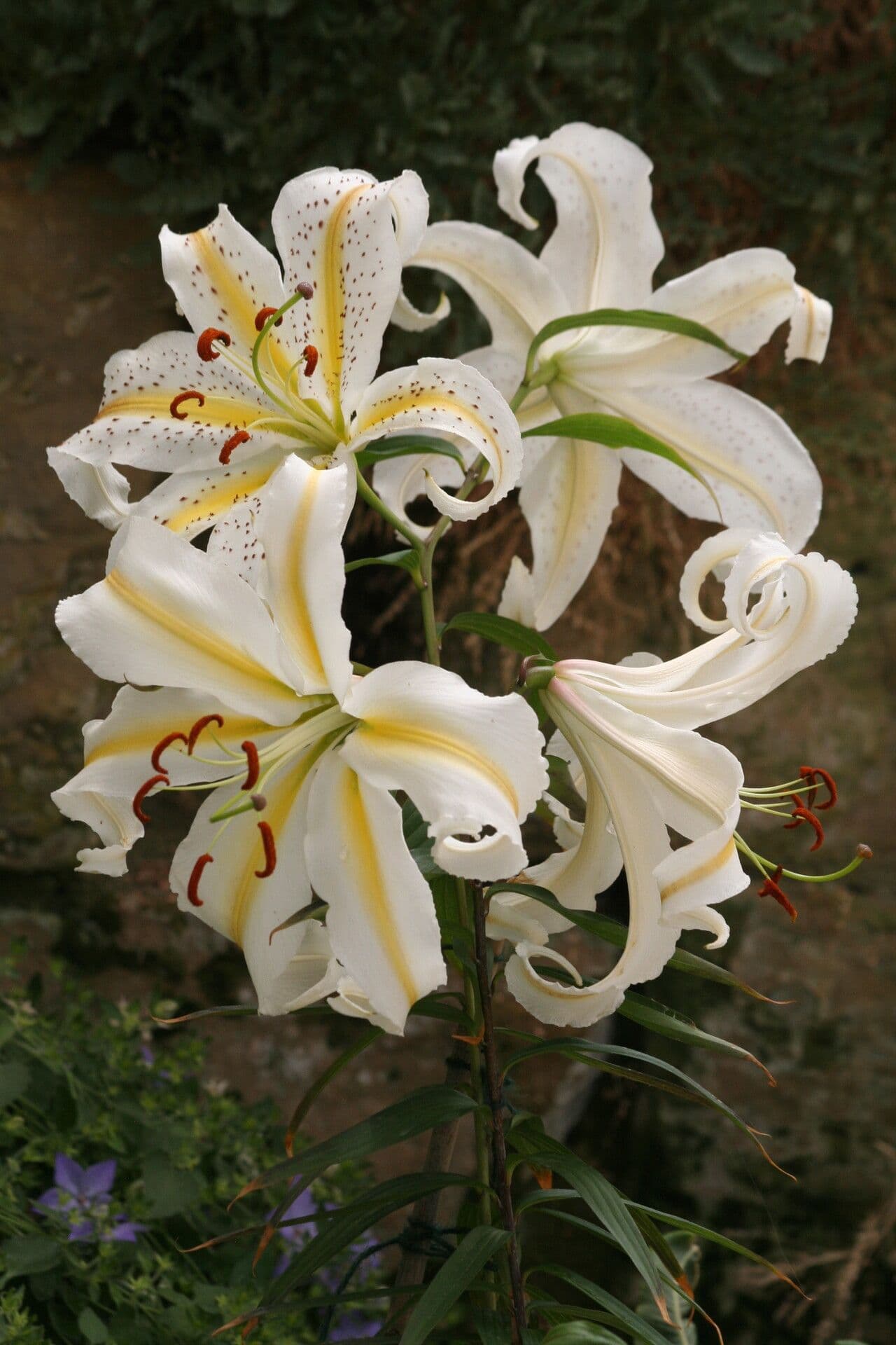 Large white flower buds of gold-band lily with golden stripe