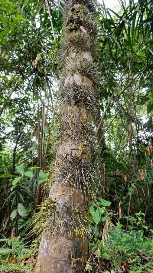 Astrocaryum vulgare tropische palm met doornen