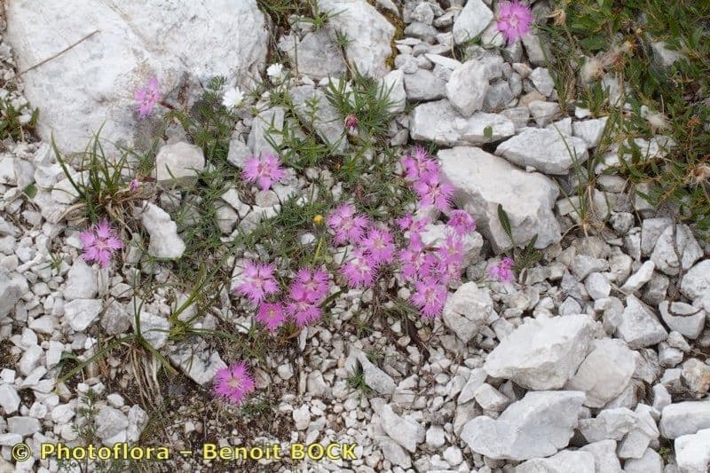 Dianthus sternbergii bloem met roze-rode petalen