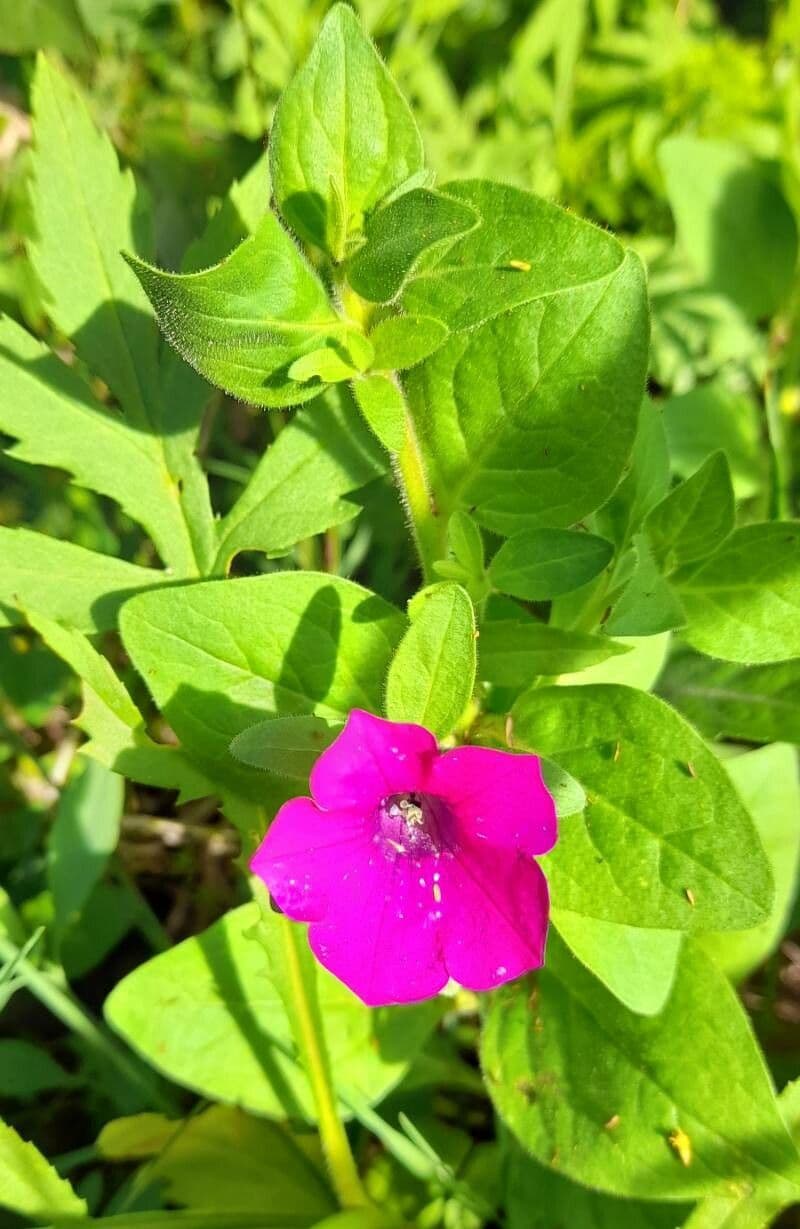 Violet-flower petunia plant met felgekleurde bloemen
