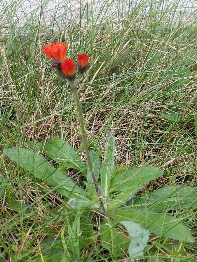 Rood-harige muizeoortjes in volle bloei
