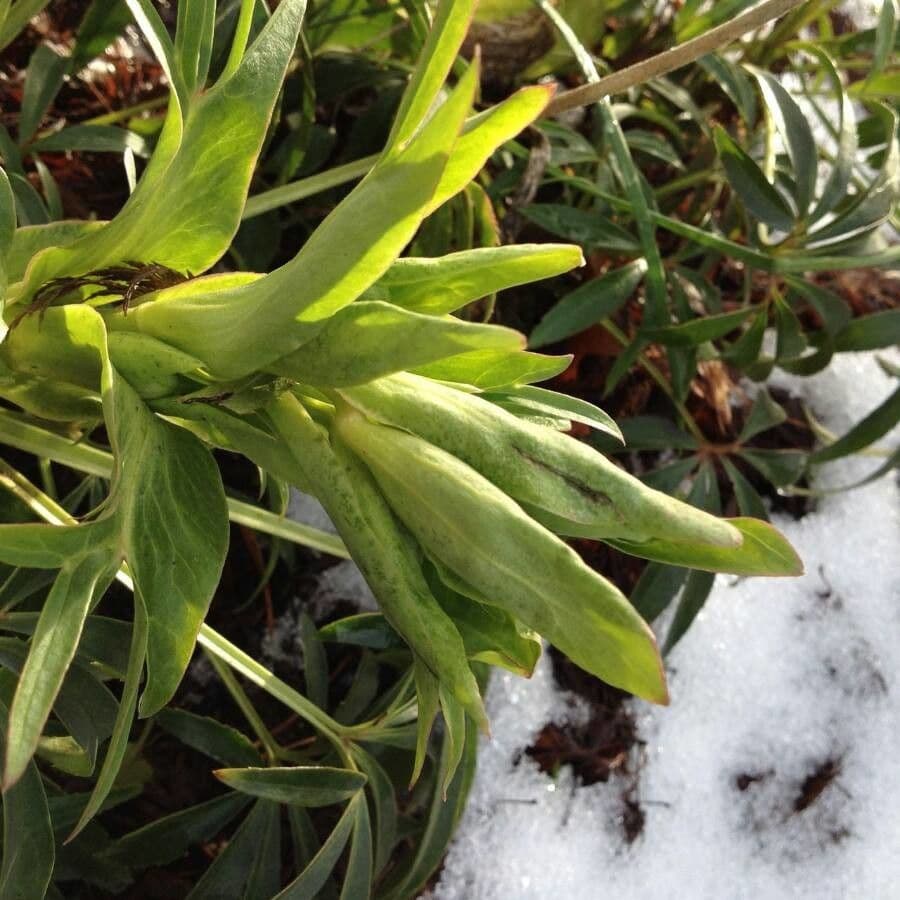 Stinkende Nieswurz mit charakteristischen grünen hängenden Blüten