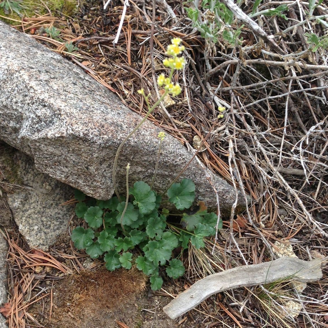 Plante heuchera parvifolia avec petites feuilles caracteristiques