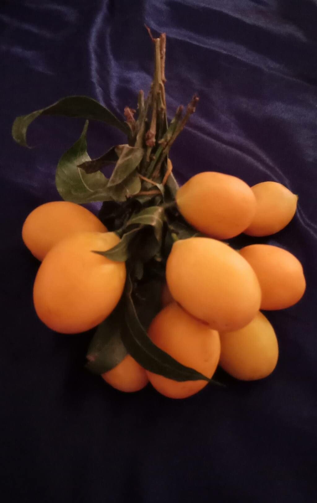 Gandaria fruit hanging in canopy
