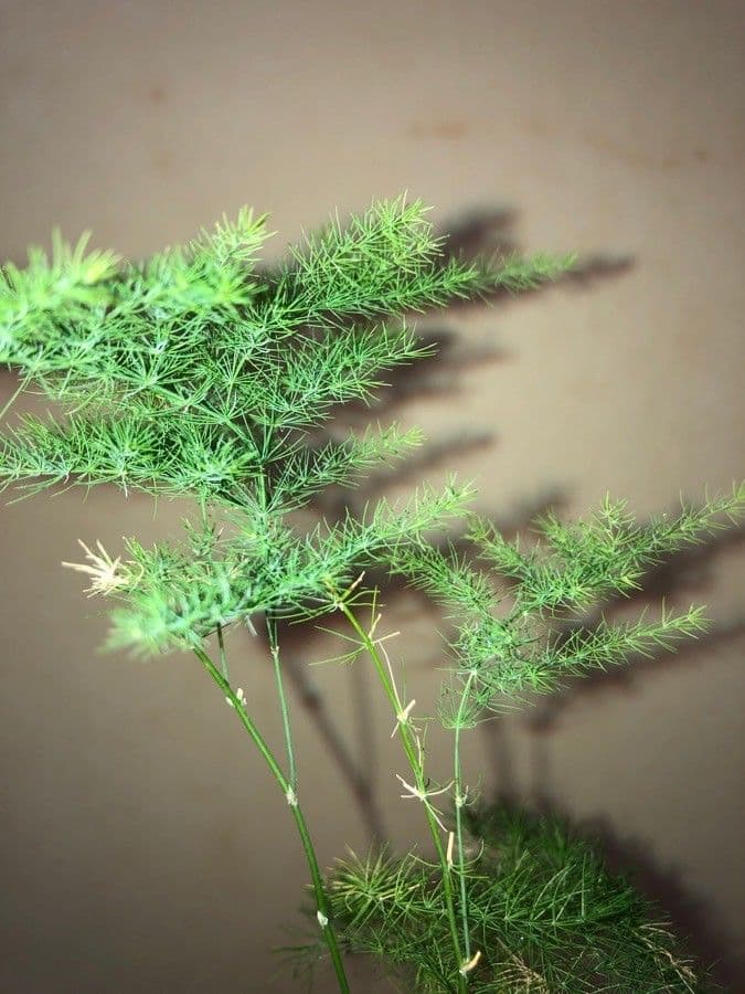 Asparagus setaceus wedding fern with fine, lacy green foliage