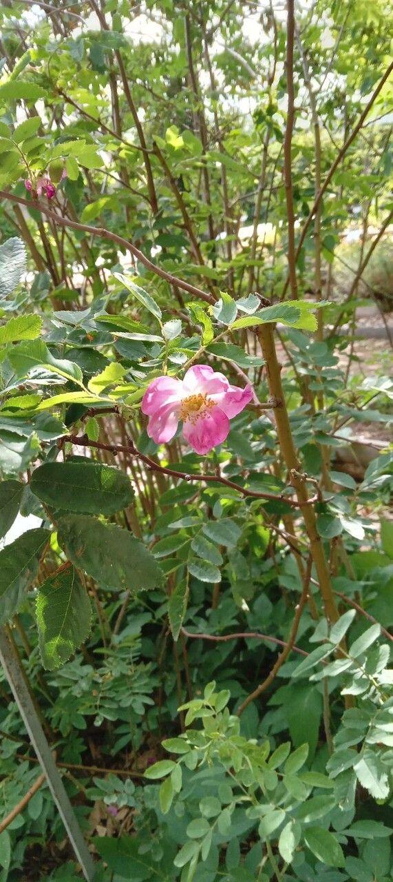 Alpen-Rose (Rosa pendulina) mit purpurfarbenen Blüten in einem alpinen Garten