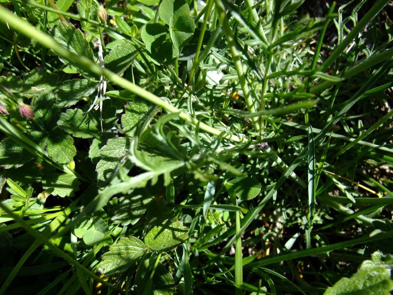 Scabiosa triandra in full bloom with pale blue flower heads on a sunny slope