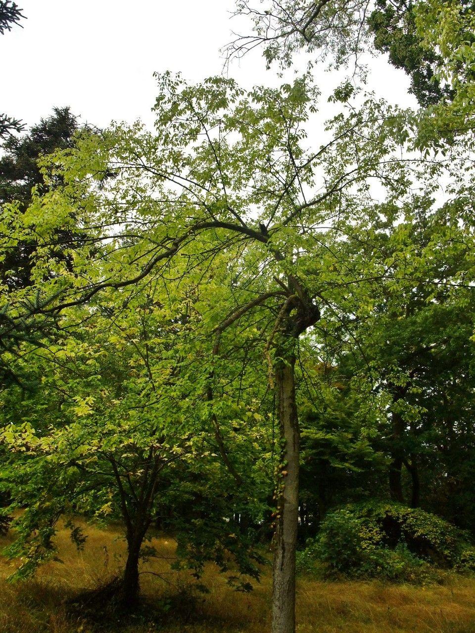 Amerikanischer Zürgelbaum im Herbst mit gelben Blättern und kleinen lila Früchten
