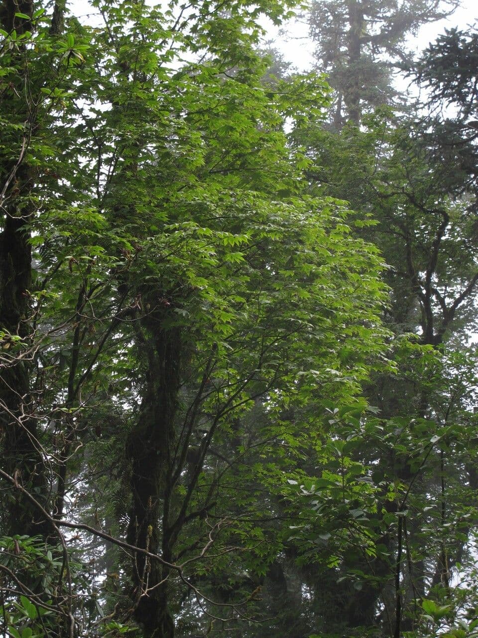 Graceful branches of Acer campbellii in spring