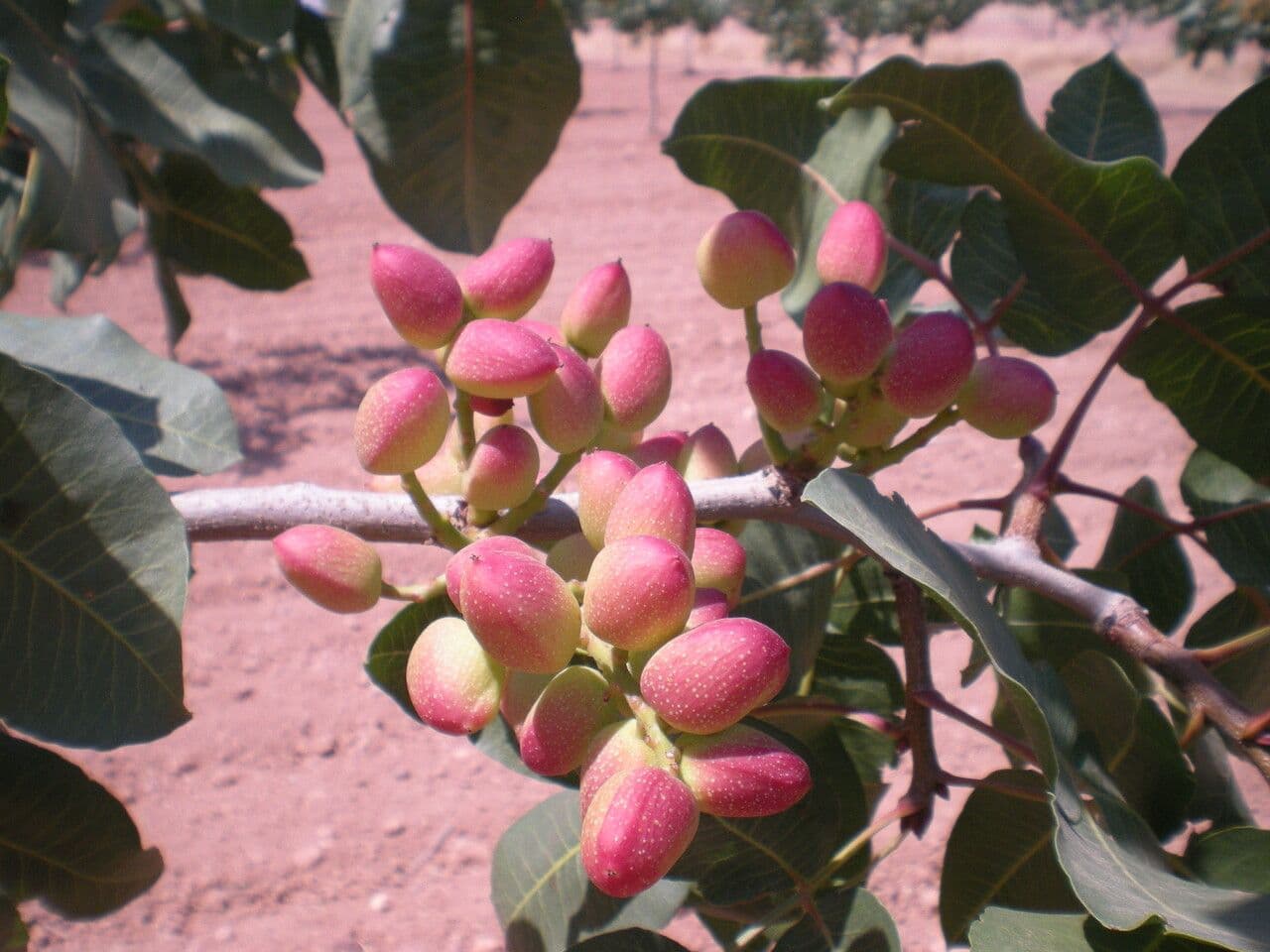 Noix de pistache sur branche de Pistacia vera