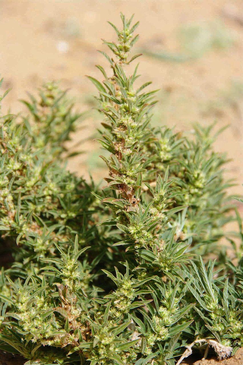 Griechischer Amarant mit feinen Blütenähren in einer sonnigen Beetanlage