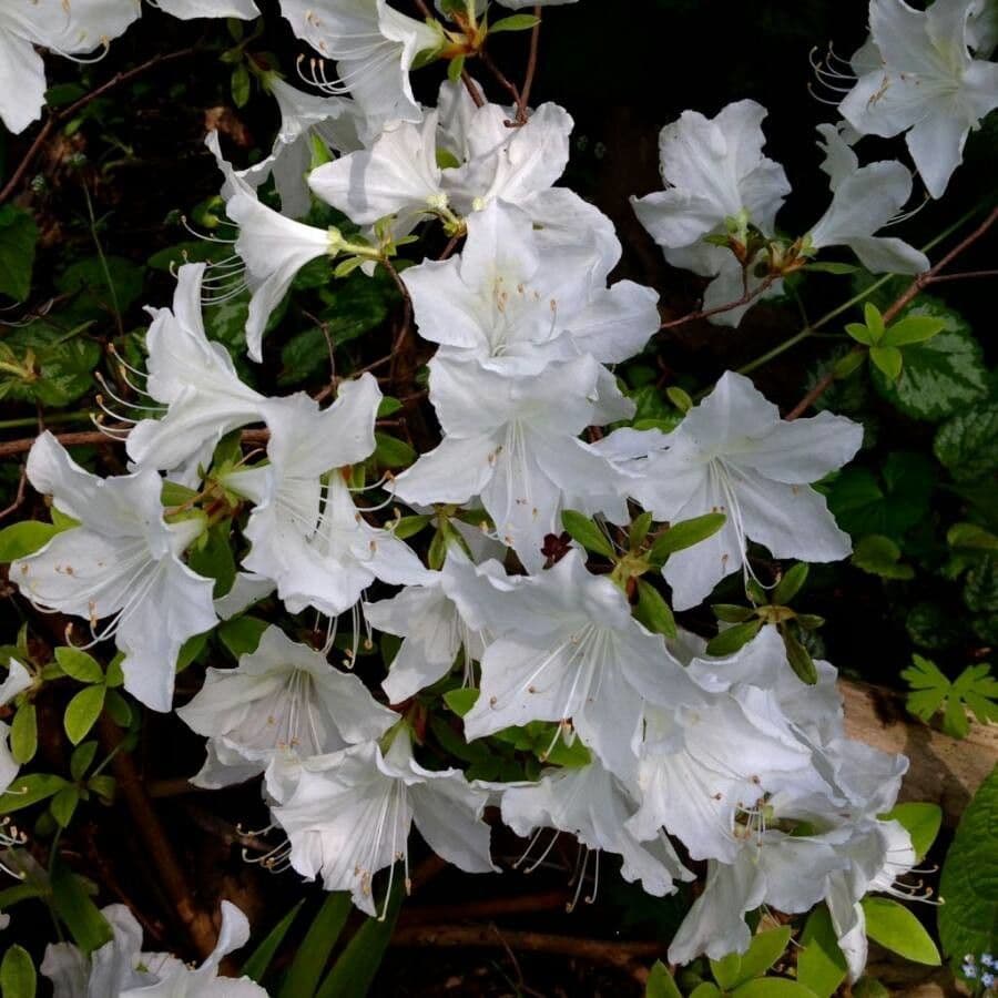 Simsii azalea flowers showing vibrant bloom colors