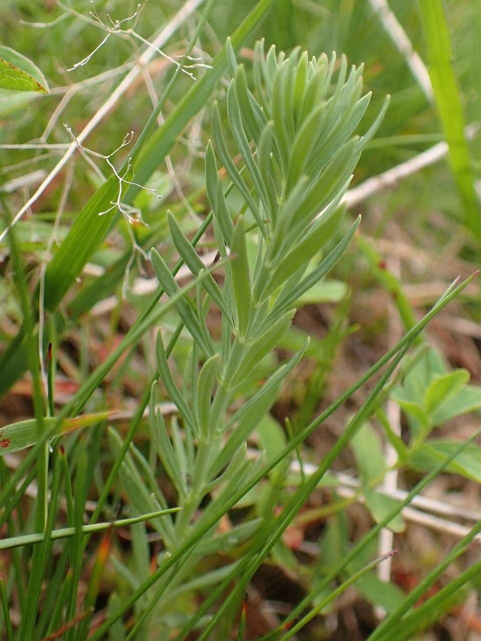 Striped toadflax with delicate white and purple striped flowers