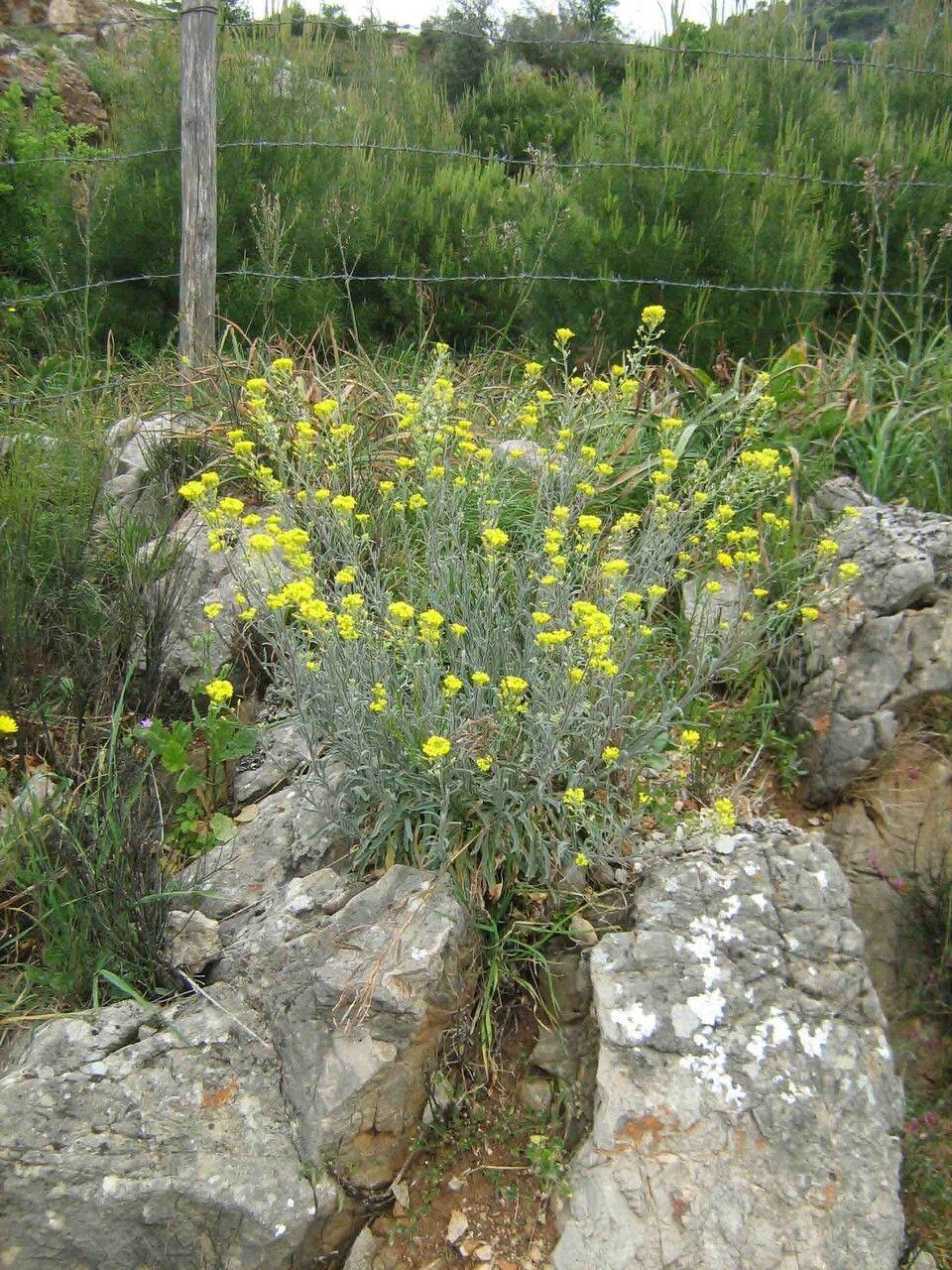 Gewöhnliche Berg-Steinkraut in voller Blüte auf einem sonnigen Felsengarten, mit gelben Blüten und dichtem grünem Laub