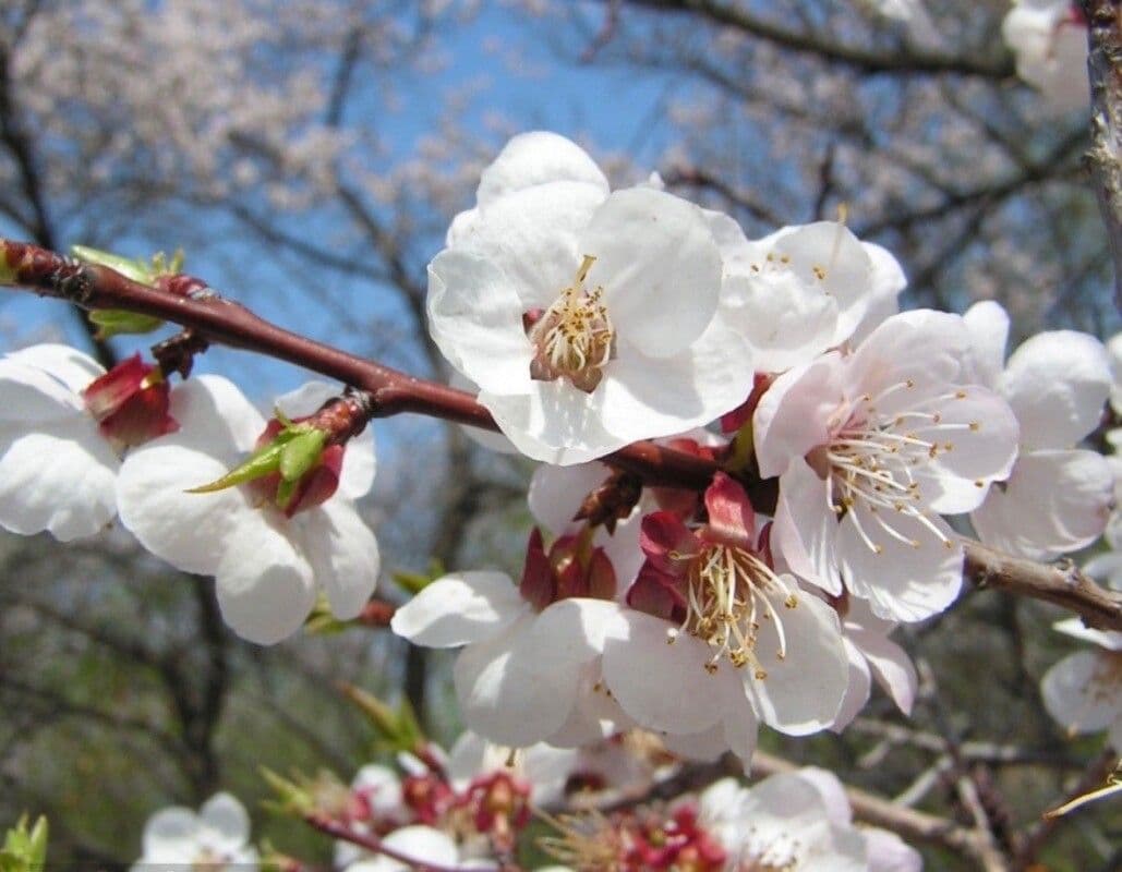 Prunus mandshurica en floraison au debut du printemps