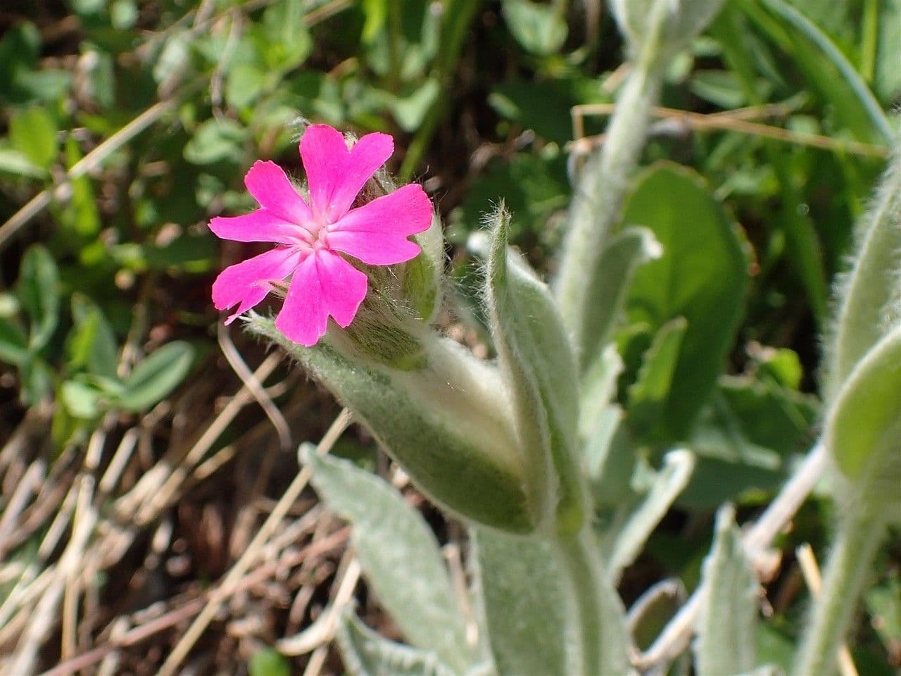 Silene flos-jovis showing bright pink flower clusters