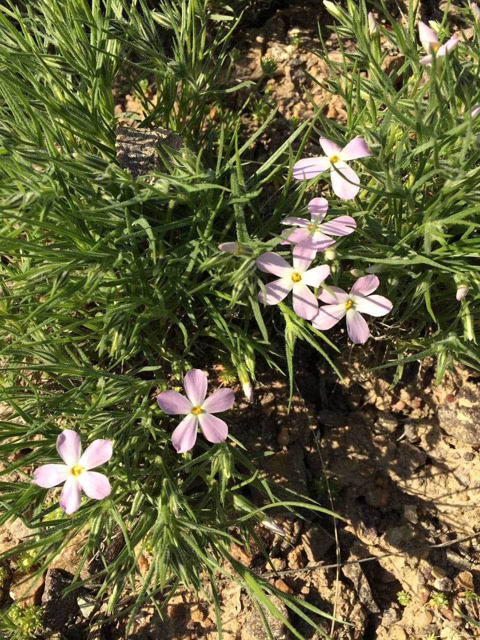 Rosa Blüten des langblättrigen Phlox