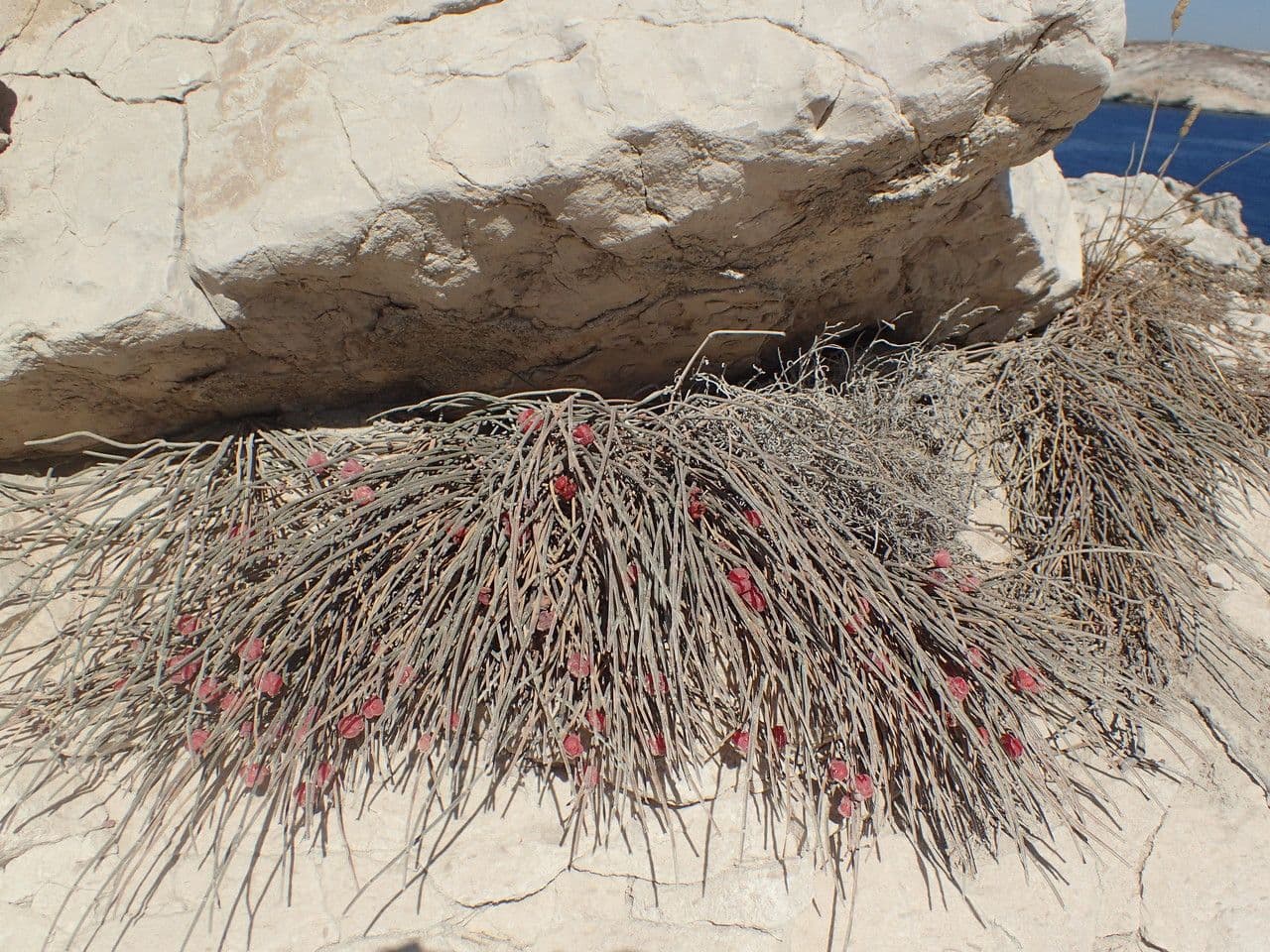 Ephedra distachya mit charakteristischen grünlich-gelben Blüten