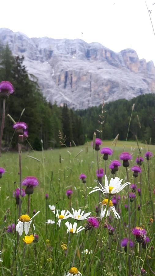 Melancholy thistle in full bloom on a sunny slope with bees and butterflies nearby